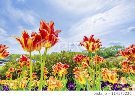 鮮やかに咲いたチューリップの花　国営みちのく杜の湖畔公園　宮城県川崎町 114173226