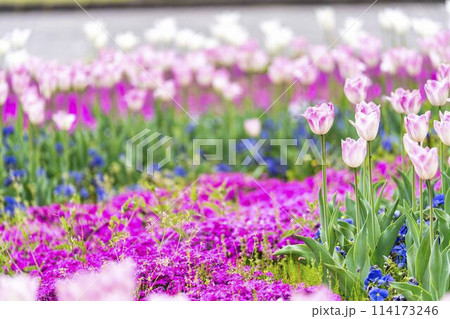 鮮やかに咲いたチューリップの花　国営みちのく杜の湖畔公園　宮城県川崎町 114173246