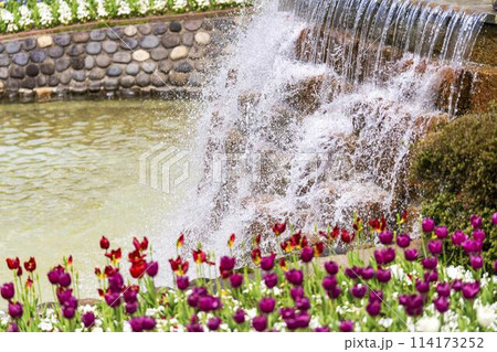 鮮やかに咲いたチューリップの花 国営みちのく杜の湖畔公園 宮城県川崎町 鮮やかに咲いたチューリップの花 国営みちのく杜の湖畔公園 宮城県川崎町 114173252