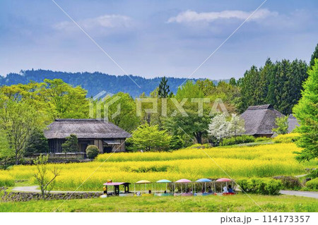 段々畑にたくさん咲いた菜の花 国営みちのく杜の湖畔公園 宮城県川崎町 段々畑にたくさん咲いた菜の花 国営みちのく杜の湖畔公園 宮城県川崎町 114173357
