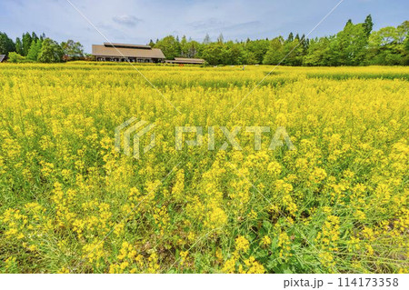 段々畑にたくさん咲いた菜の花 国営みちのく杜の湖畔公園 宮城県川崎町 段々畑にたくさん咲いた菜の花 国営みちのく杜の湖畔公園 宮城県川崎町 114173358