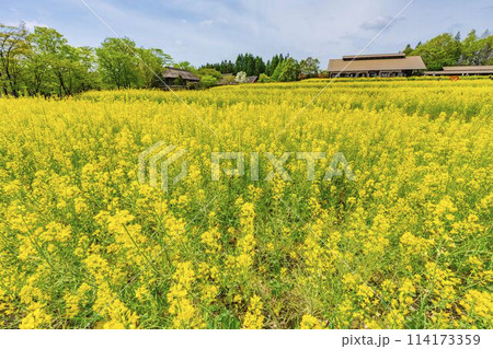 段々畑にたくさん咲いた菜の花 国営みちのく杜の湖畔公園 宮城県川崎町 段々畑にたくさん咲いた菜の花 国営みちのく杜の湖畔公園 宮城県川崎町 114173359