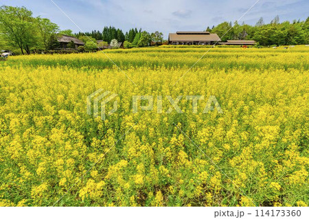 段々畑にたくさん咲いた菜の花　国営みちのく杜の湖畔公園　宮城県川崎町 114173360