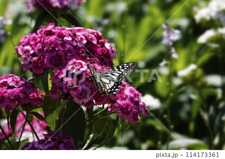 春4月赤いナデシコの花とアゲハチョウ 春4月赤いナデシコの花とアゲハチョウ 114173361