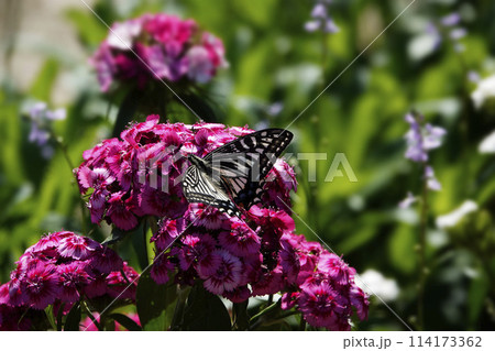 春4月赤いナデシコの花とアゲハチョウ 春4月赤いナデシコの花とアゲハチョウ 114173362