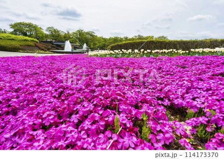 鮮やかに咲いた芝桜 国営みちのく杜の湖畔公園 宮城県川崎町 鮮やかに咲いた芝桜 国営みちのく杜の湖畔公園 宮城県川崎町 114173370