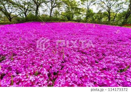 鮮やかに咲いた芝桜 国営みちのく杜の湖畔公園 宮城県川崎町 鮮やかに咲いた芝桜 国営みちのく杜の湖畔公園 宮城県川崎町 114173372