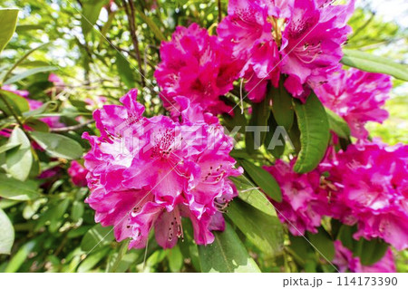 鮮やかに咲いたアザレアの花 国営みちのく湖畔公園 宮城県川崎町 鮮やかに咲いたアザレアの花 国営みちのく湖畔公園 宮城県川崎町 114173390