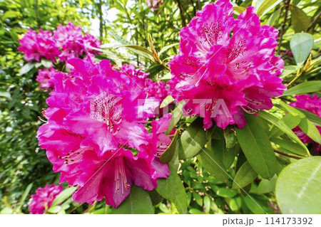 鮮やかに咲いたアザレアの花 国営みちのく湖畔公園 宮城県川崎町 鮮やかに咲いたアザレアの花 国営みちのく湖畔公園 宮城県川崎町 114173392