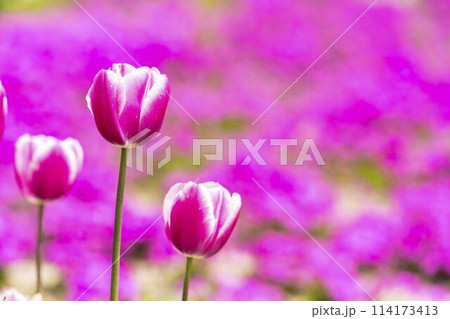 鮮やかに咲いたチューリップと芝桜 国営みちのく杜の湖畔公園 宮城県川崎町 鮮やかに咲いたチューリップと芝桜 国営みちのく杜の湖畔公園 宮城県川崎町 114173413