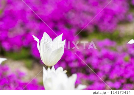 鮮やかに咲いたチューリップと芝桜 国営みちのく杜の湖畔公園 宮城県川崎町 鮮やかに咲いたチューリップと芝桜 国営みちのく杜の湖畔公園 宮城県川崎町 114173414