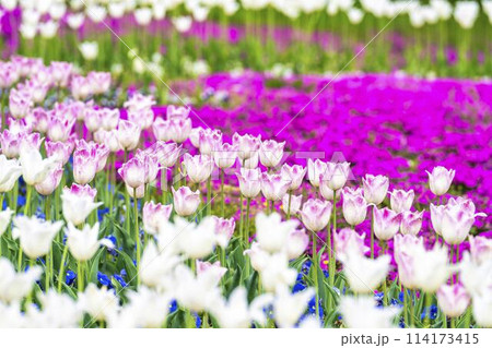 鮮やかに咲いたチューリップと芝桜 国営みちのく杜の湖畔公園 宮城県川崎町 鮮やかに咲いたチューリップと芝桜 国営みちのく杜の湖畔公園 宮城県川崎町 114173415