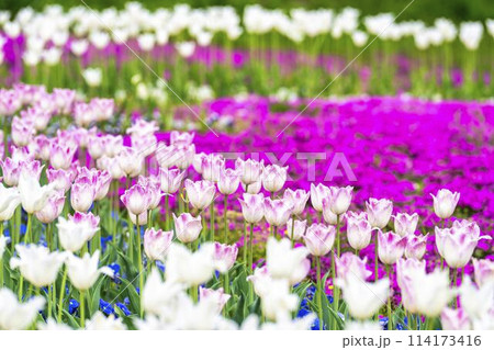 鮮やかに咲いたチューリップと芝桜　国営みちのく杜の湖畔公園　宮城県川崎町 114173416