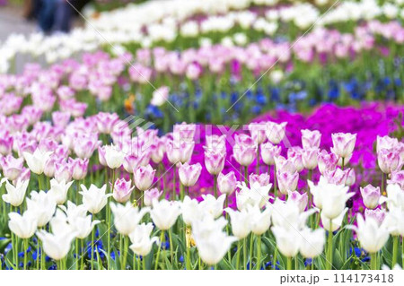 鮮やかに咲いたチューリップと芝桜 国営みちのく杜の湖畔公園 宮城県川崎町 鮮やかに咲いたチューリップと芝桜 国営みちのく杜の湖畔公園 宮城県川崎町 114173418