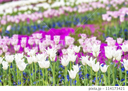 鮮やかに咲いたチューリップと芝桜　国営みちのく杜の湖畔公園　宮城県川崎町 114173421