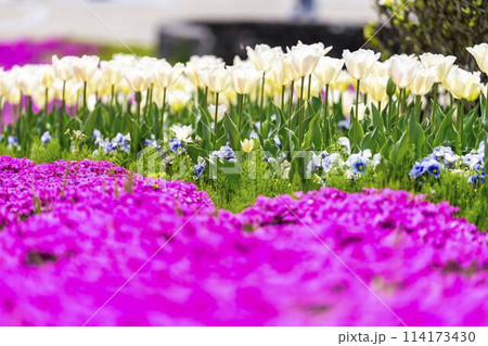 鮮やかに咲いたチューリップと芝桜 国営みちのく杜の湖畔公園 宮城県川崎町 鮮やかに咲いたチューリップと芝桜 国営みちのく杜の湖畔公園 宮城県川崎町 114173430