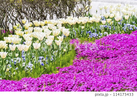 鮮やかに咲いたチューリップと芝桜 国営みちのく杜の湖畔公園 宮城県川崎町 鮮やかに咲いたチューリップと芝桜 国営みちのく杜の湖畔公園 宮城県川崎町 114173433