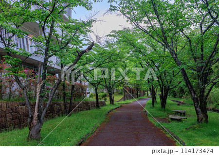 新緑の小雨降る街で 奈良市の住宅街にて 新緑を纏った桜のトンネル④ 新緑の小雨降る街で 奈良市の住宅街にて 新緑を纏った桜のトンネル④ 114173474
