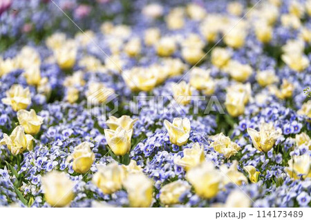 鮮やかに咲いたチューリップの花 国営みちのく杜の湖畔公園 宮城県川崎町 鮮やかに咲いたチューリップの花 国営みちのく杜の湖畔公園 宮城県川崎町 114173489