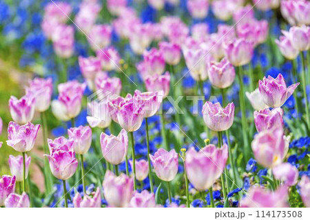 鮮やかに咲いたチューリップの花 国営みちのく杜の湖畔公園 宮城県川崎町 鮮やかに咲いたチューリップの花 国営みちのく杜の湖畔公園 宮城県川崎町 114173508