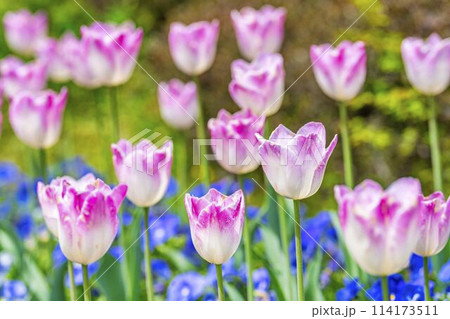 鮮やかに咲いたチューリップの花 国営みちのく杜の湖畔公園 宮城県川崎町 鮮やかに咲いたチューリップの花 国営みちのく杜の湖畔公園 宮城県川崎町 114173511