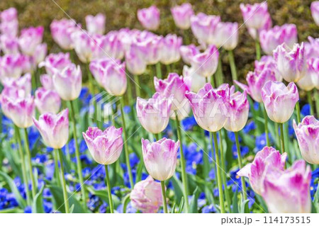 鮮やかに咲いたチューリップの花 国営みちのく杜の湖畔公園 宮城県川崎町 鮮やかに咲いたチューリップの花 国営みちのく杜の湖畔公園 宮城県川崎町 114173515