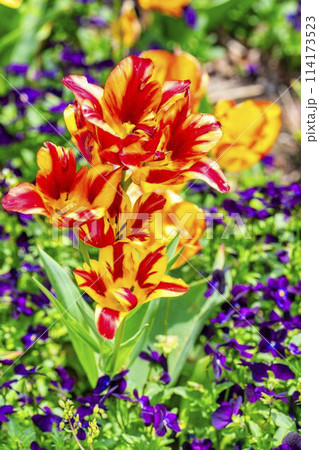 鮮やかに咲いたチューリップの花　国営みちのく杜の湖畔公園　宮城県川崎町 114173523