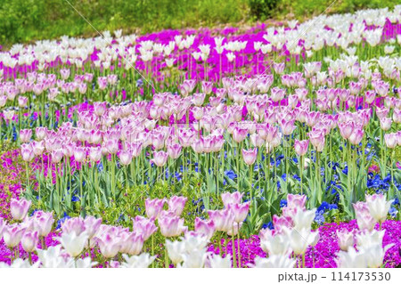 鮮やかに咲いたチューリップの花 国営みちのく杜の湖畔公園 宮城県川崎町 鮮やかに咲いたチューリップの花 国営みちのく杜の湖畔公園 宮城県川崎町 114173530