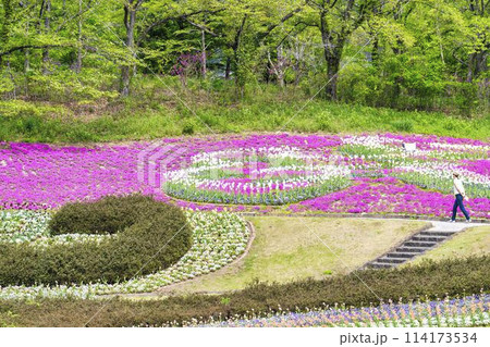 鮮やかに咲いたチューリップと芝桜　国営みちのく杜の湖畔公園　宮城県川崎町 114173534