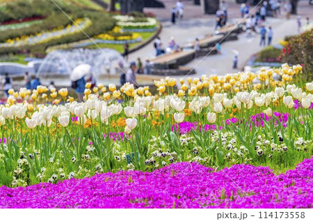 鮮やかに咲いたチューリップと芝桜 国営みちのく杜の湖畔公園 宮城県川崎町 鮮やかに咲いたチューリップと芝桜 国営みちのく杜の湖畔公園 宮城県川崎町 114173558