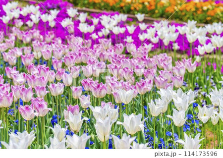 鮮やかに咲いたチューリップの花 国営みちのく杜の湖畔公園 宮城県川崎町 鮮やかに咲いたチューリップの花 国営みちのく杜の湖畔公園 宮城県川崎町 114173596