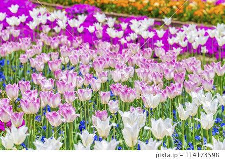 鮮やかに咲いたチューリップの花　国営みちのく杜の湖畔公園　宮城県川崎町 114173598