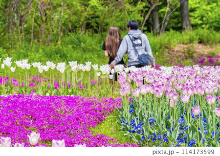 鮮やかに咲いたチューリップと男女 国営みちのく杜の湖畔公園 宮城県川崎町 鮮やかに咲いたチューリップと男女 国営みちのく杜の湖畔公園 宮城県川崎町 114173599