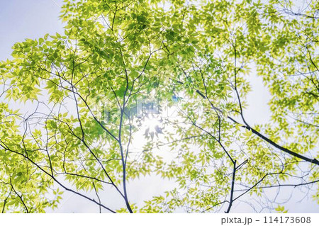 眩しい太陽と新緑の木々　国営みちのく杜の湖畔公園　宮城県川崎町 114173608