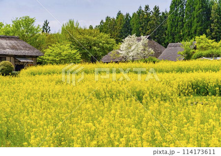 段々畑にたくさん咲いた菜の花　国営みちのく杜の湖畔公園　宮城県川崎町 114173611