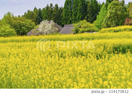段々畑にたくさん咲いた菜の花 国営みちのく杜の湖畔公園 宮城県川崎町 段々畑にたくさん咲いた菜の花 国営みちのく杜の湖畔公園 宮城県川崎町 114173612