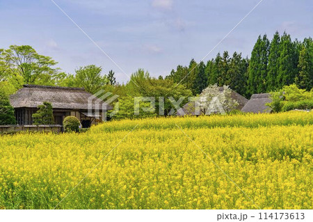 段々畑にたくさん咲いた菜の花　国営みちのく杜の湖畔公園　宮城県川崎町 114173613