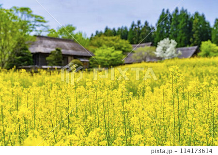 段々畑にたくさん咲いた菜の花　国営みちのく杜の湖畔公園　宮城県川崎町 114173614