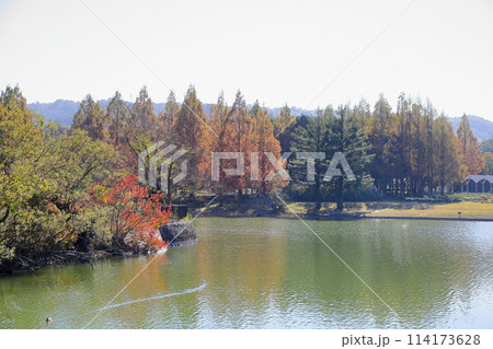 秋の公園 輝 メタセコイアの木 紅葉 秋の公園 輝 メタセコイアの木 紅葉 114173628