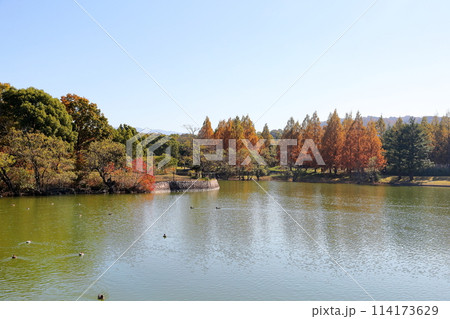 秋の公園　鮮やか　メタセコイアの木　紅葉 114173629