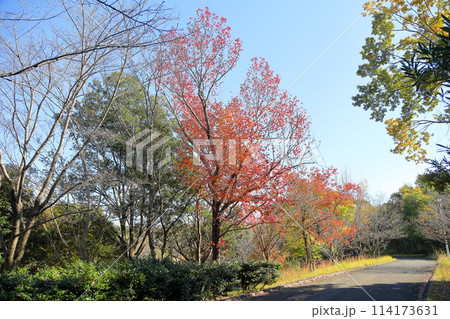 秋の公園　紅葉　アメリカフウの木 114173631