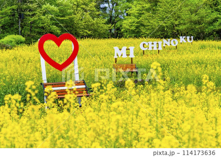 段々畑にたくさん咲いた菜の花　国営みちのく杜の湖畔公園　宮城県川崎町 114173636