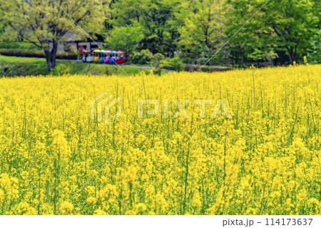 段々畑にたくさん咲いた菜の花 国営みちのく杜の湖畔公園 宮城県川崎町 段々畑にたくさん咲いた菜の花 国営みちのく杜の湖畔公園 宮城県川崎町 114173637
