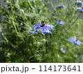 花壇の青いニゲラの花 114173641