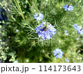 花壇の青いニゲラの花 114173643