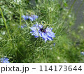花壇の青いニゲラの花 114173644