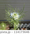 咲いたばかりの青いニゲラの花 114173646