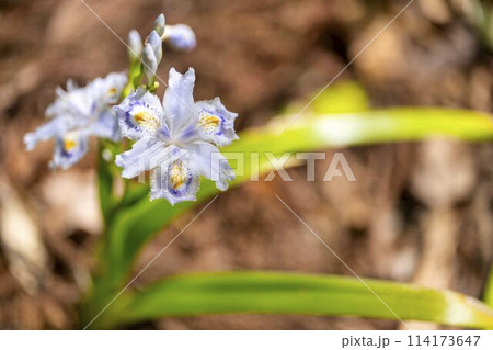 きれいに咲いたシャガの花　国営みちのく杜の湖畔公園　宮城県川崎町 114173647