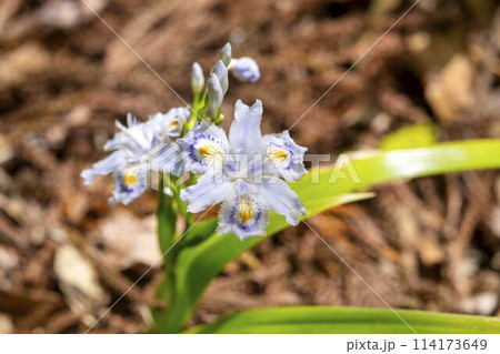 きれいに咲いたシャガの花 国営みちのく杜の湖畔公園 宮城県川崎町 きれいに咲いたシャガの花 国営みちのく杜の湖畔公園 宮城県川崎町 114173649