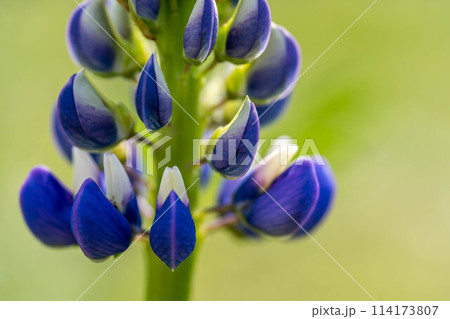 春の彩り~ルピナスの花~ 春の彩り~ルピナスの花~ 114173807